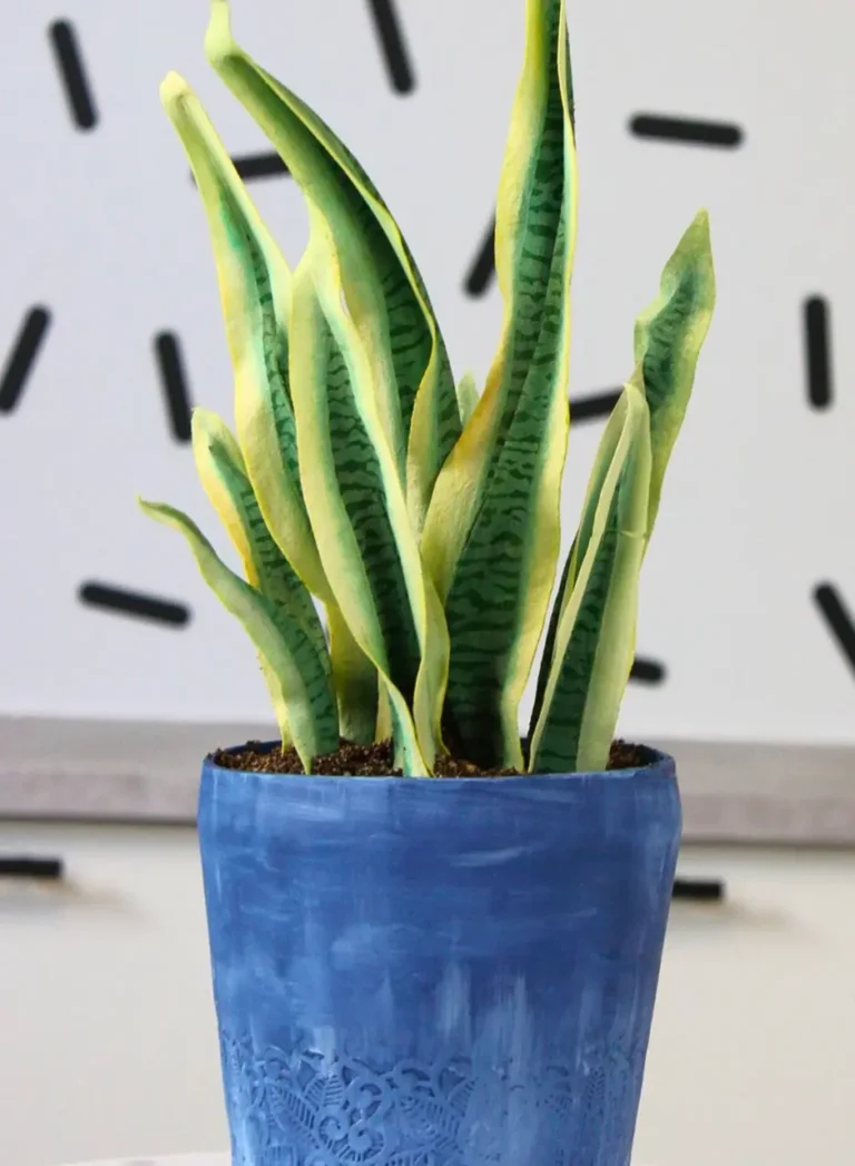 Sandra Major - Création 2 - Ambassadeurs - Roxy & Rich